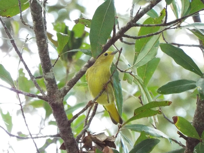 yellow-warbler-female