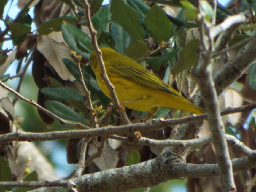 yellow-warbler-male1