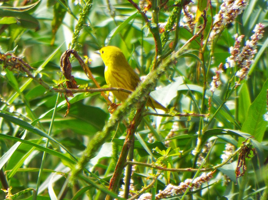 yellow-warbler-male2