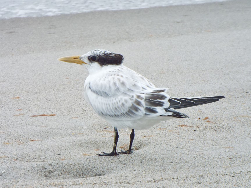 young-royal-tern