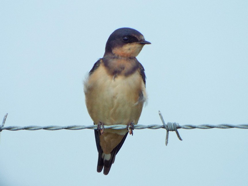 barn-swallow2