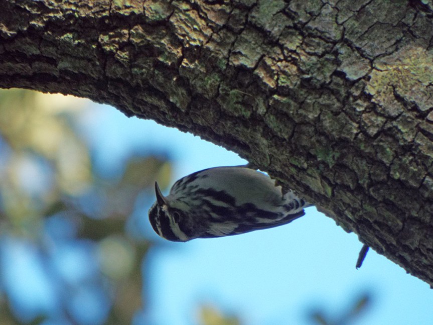 black-and-white-warbler