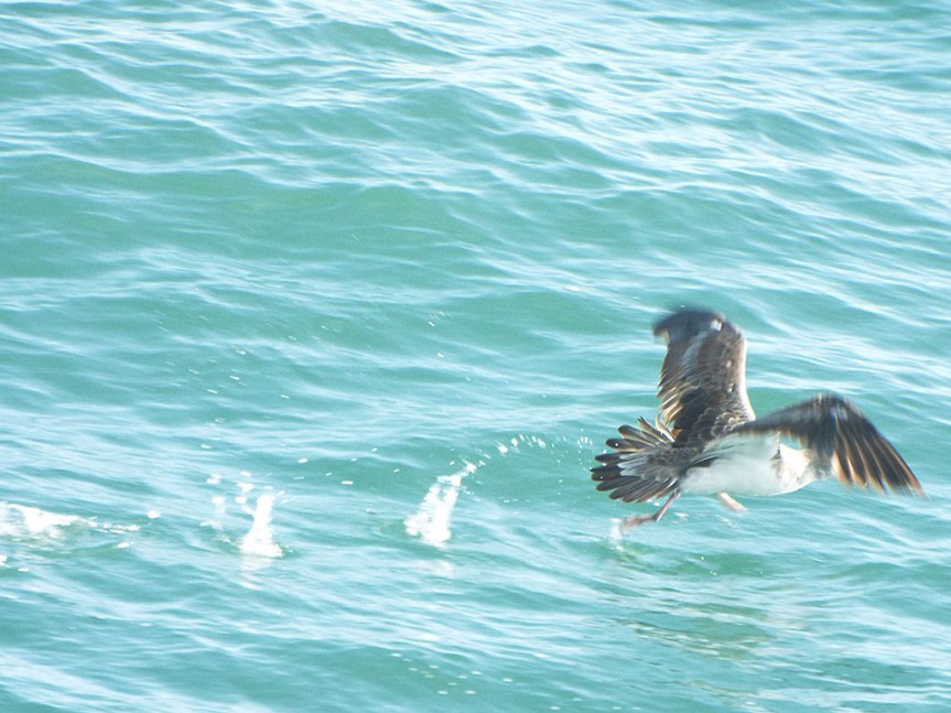 coreys-shearwater-takeoff