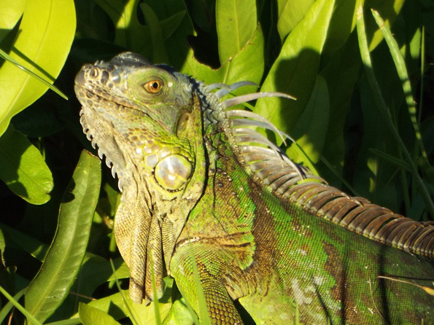 iguana2