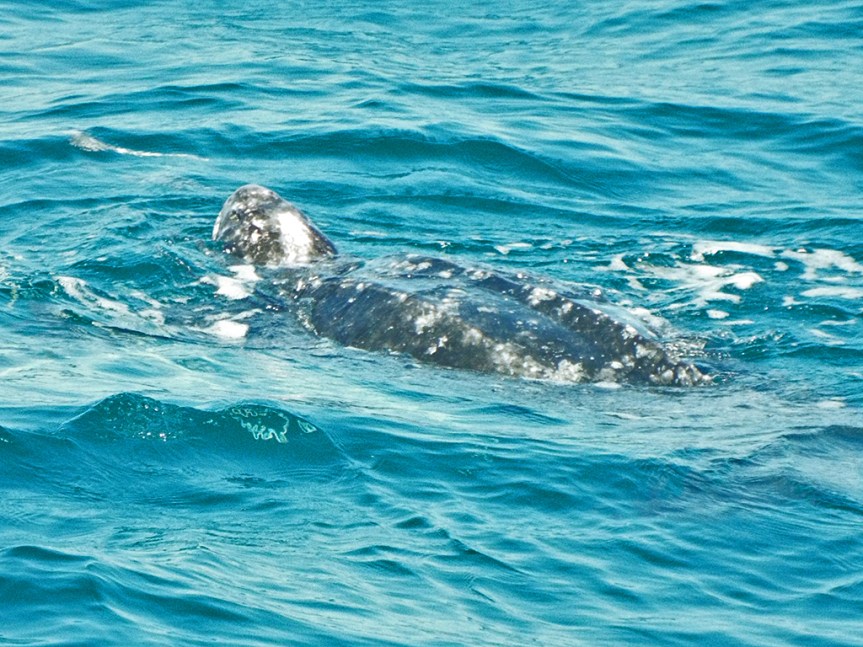 leatherback-sea-turtle
