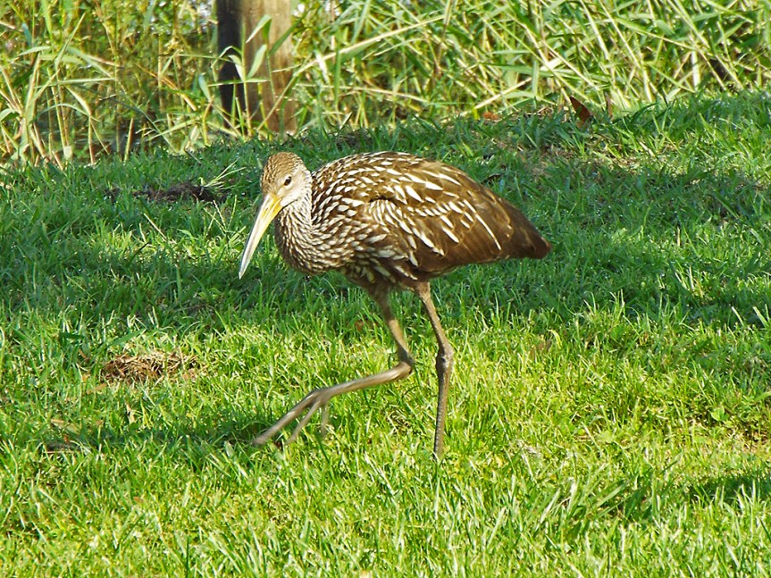 limpkin-legs