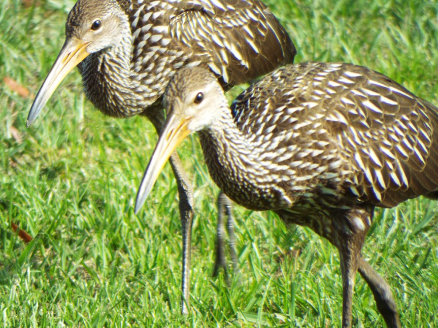 limpkins