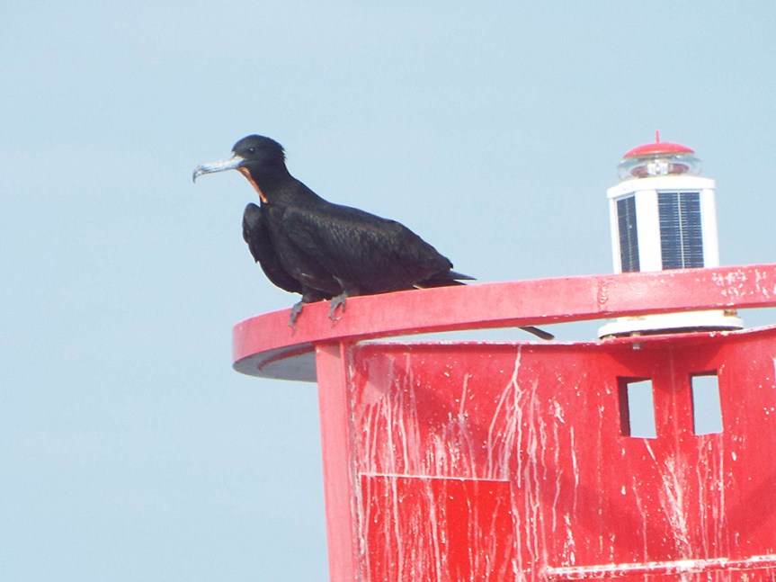 magnificent-frigatebird2