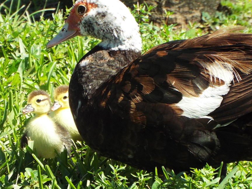 muscovy-duck-with-chicks