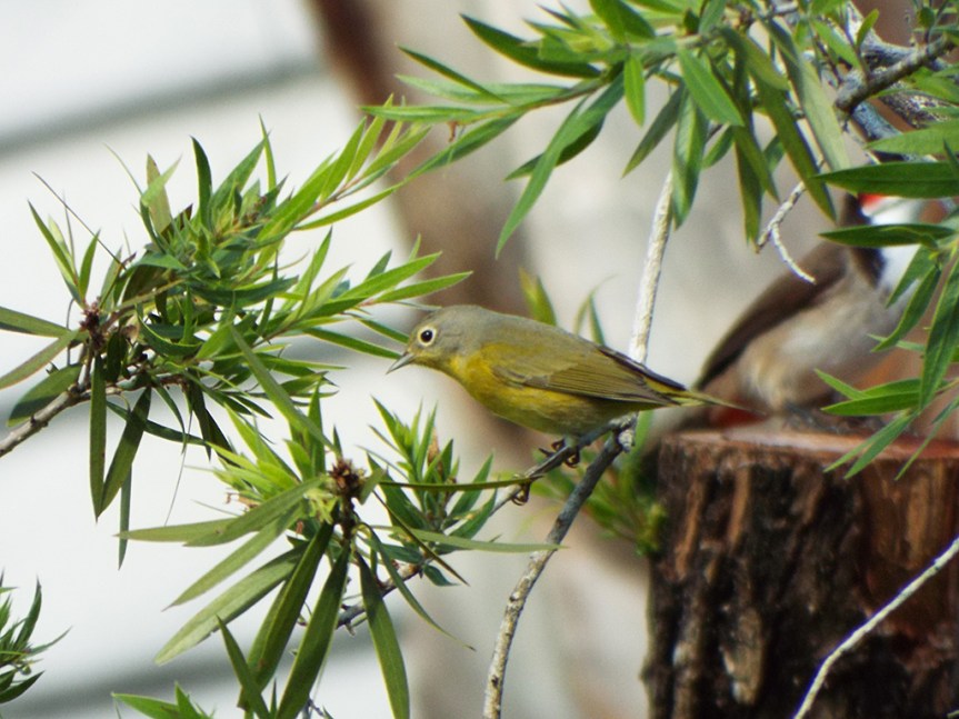 nashville-warbler-1
