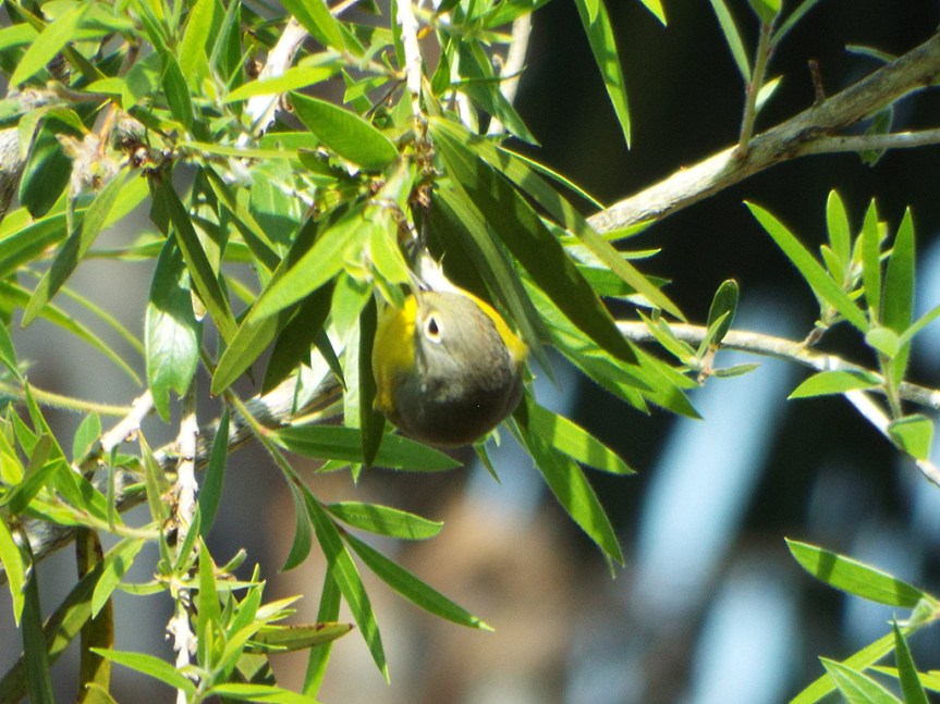 nashville-warbler-2
