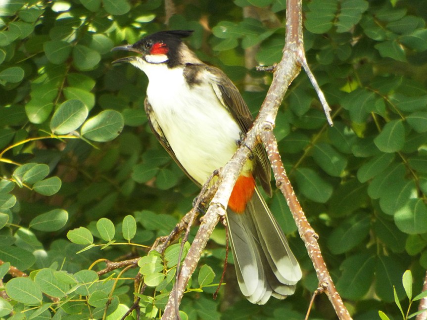 red-whiskered-bulbul1