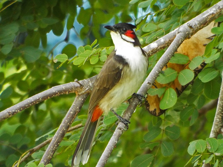 red-whiskered-bulbul2