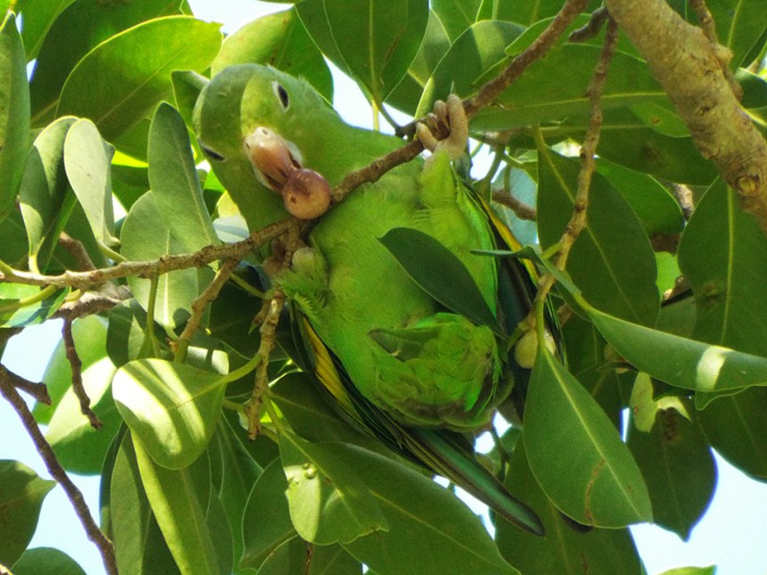 yellow-chevroned-parakeet2