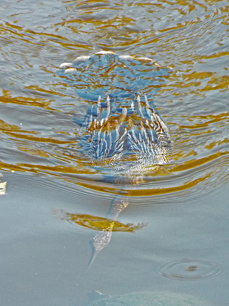 anhinga-underwater