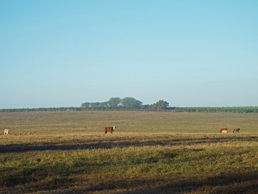 cow-field
