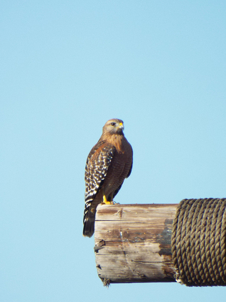red-shouldered-hawk1