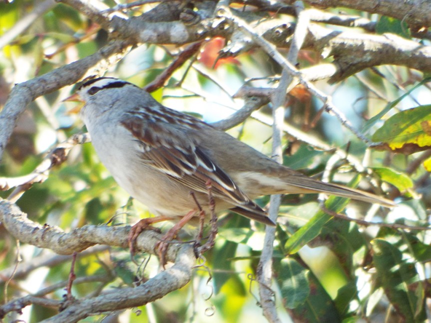 white-crowned-sparrow1