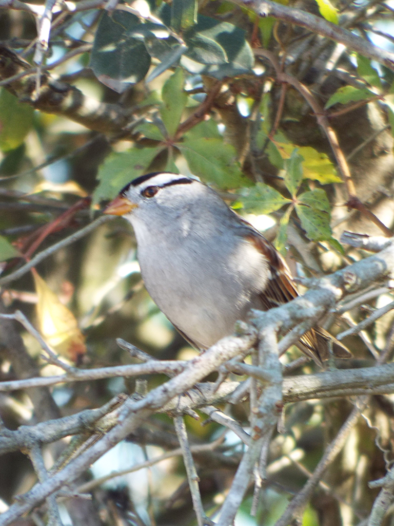 white-crowned-sparrow2