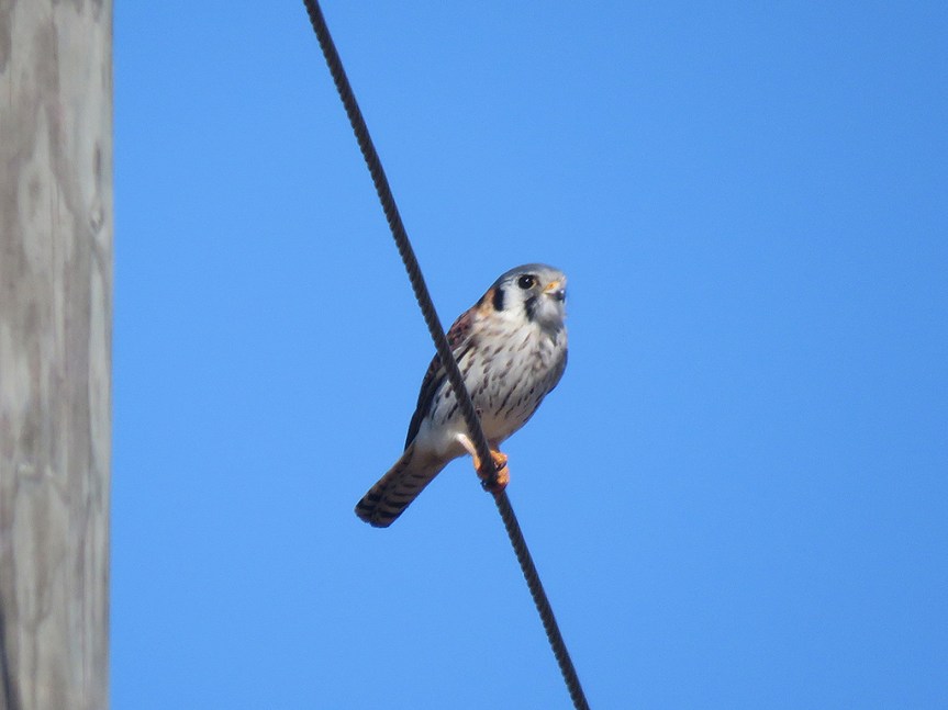 american-kestrel
