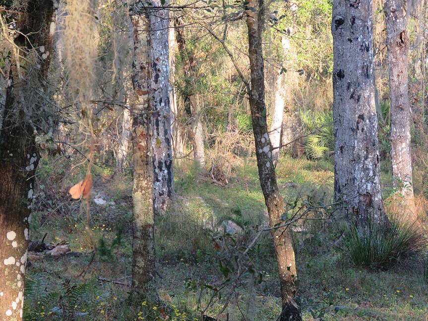 balm-scrub-preserve2