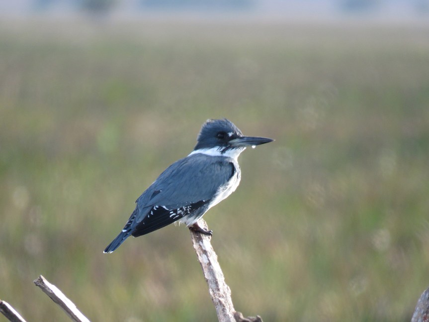 belted-kingfisher