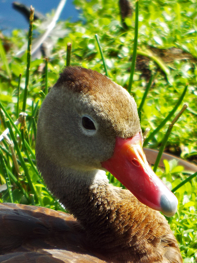 black-bellied-whisting-duck