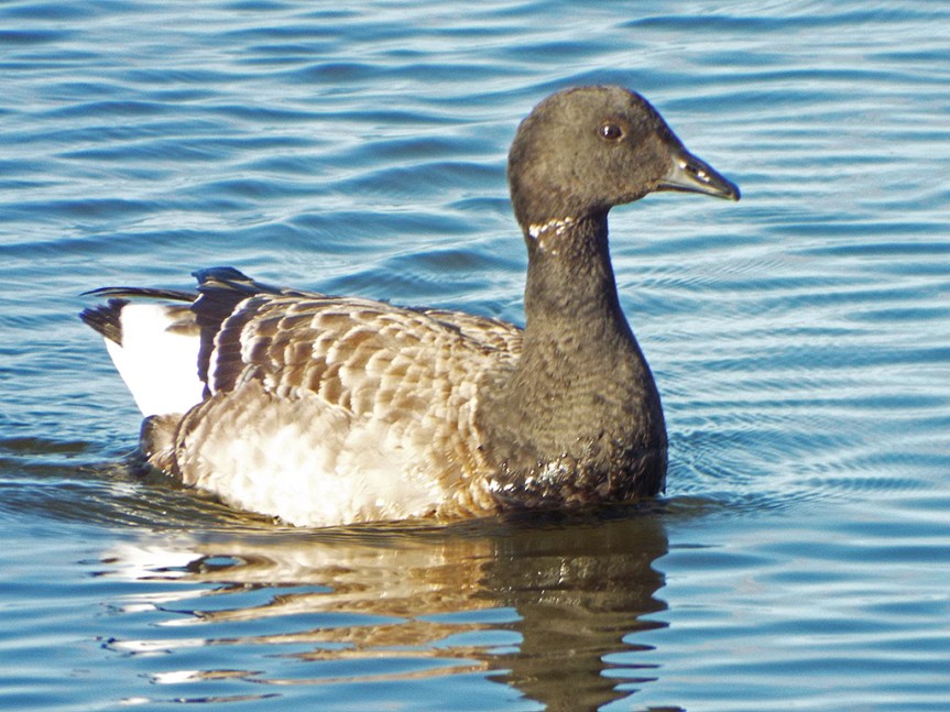 brant2