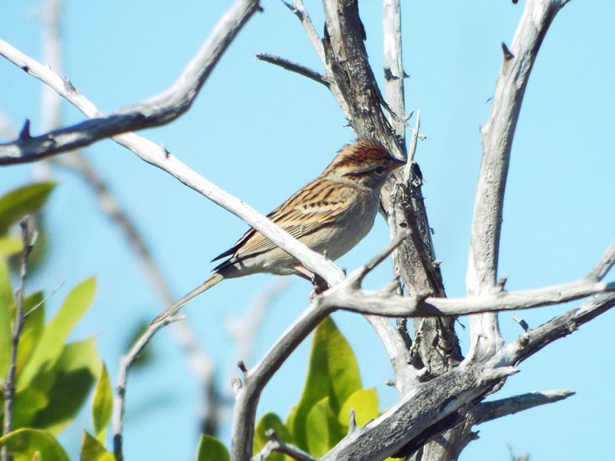 chipping-sparrow1