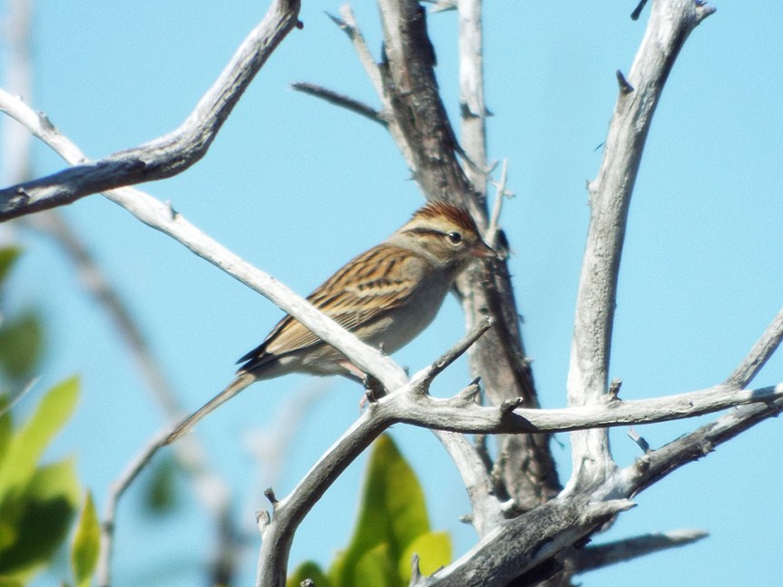 chipping-sparrow2