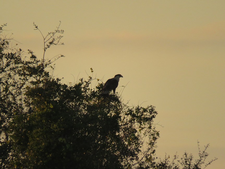 crested-caracara