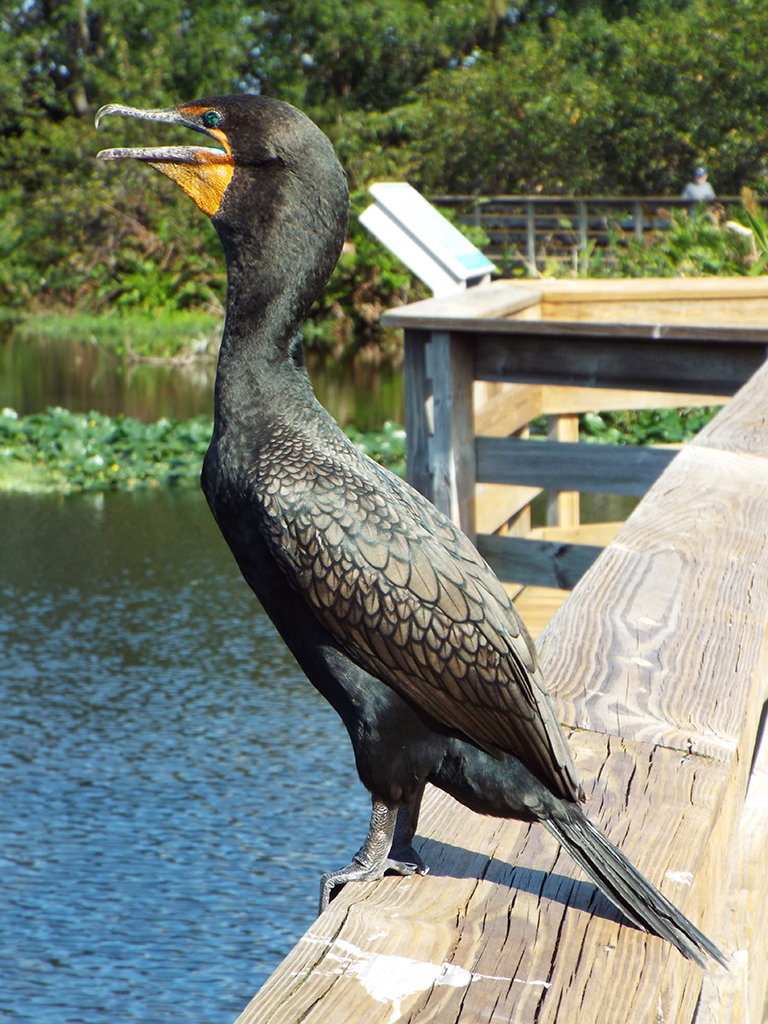 double-crested-cormorant3
