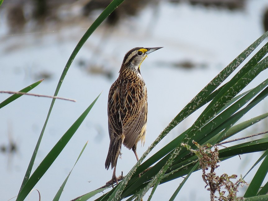 eastern-meadowlark