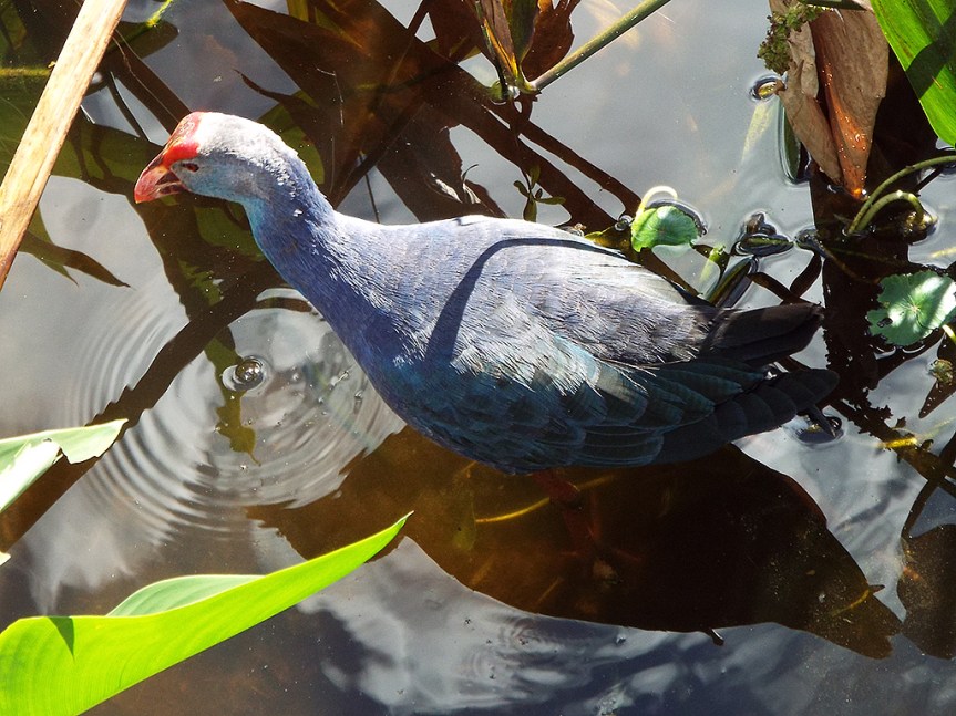 gray-headed-swamphen1