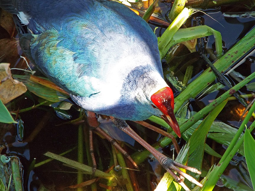 gray-headed-swamphen2