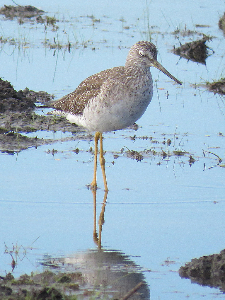 greater-yellowlegs1