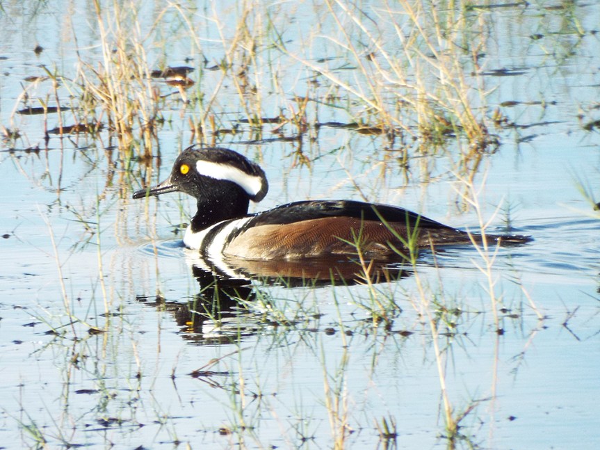 hooded-merganser