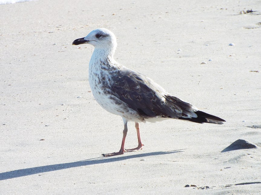 immature-lesser-black-backed-gull