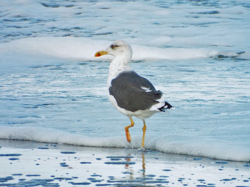 lesser-black-backed-gull