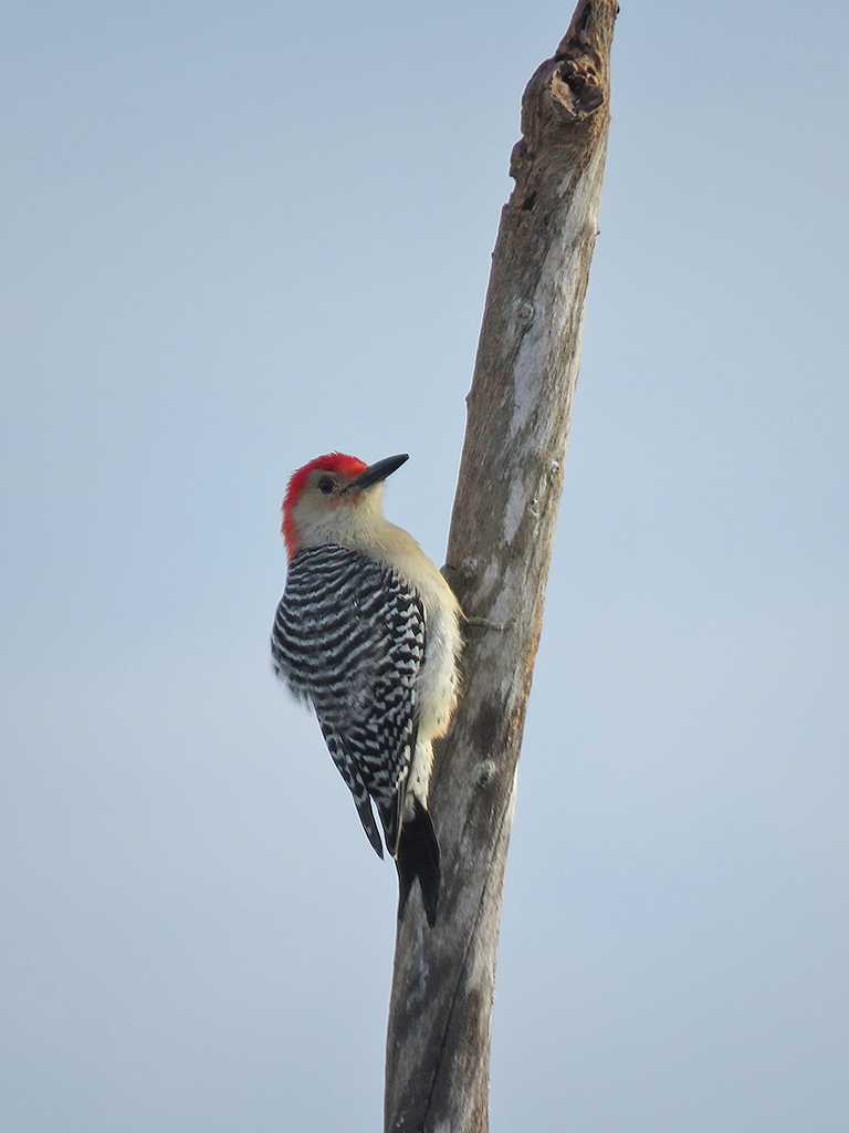 red-bellied-woodpecker