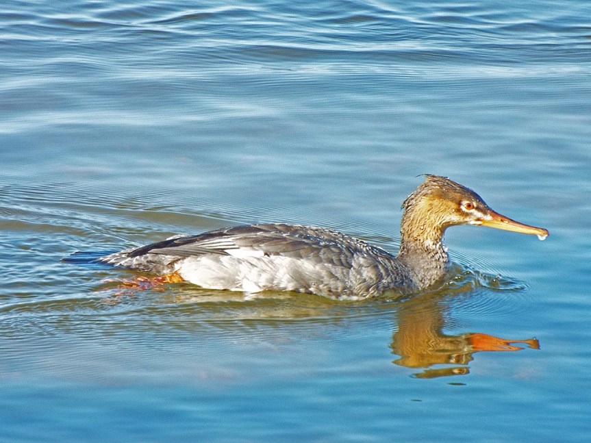 red-breasted-merganser1