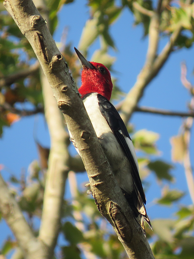 red-headed-woodpecker1