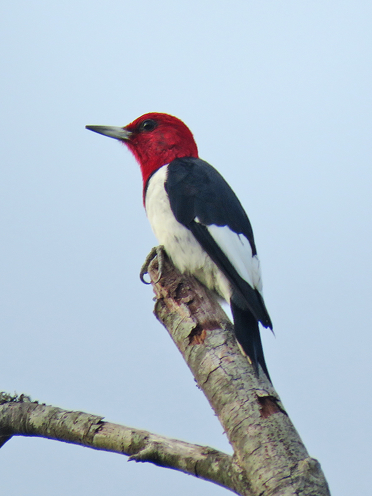 red-headed-woodpecker2
