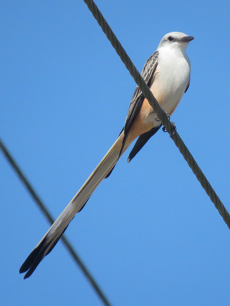 scissor-tailed-flycatcher1b