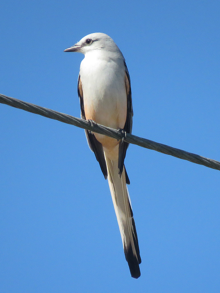 scissor-tailed-flycatcher3