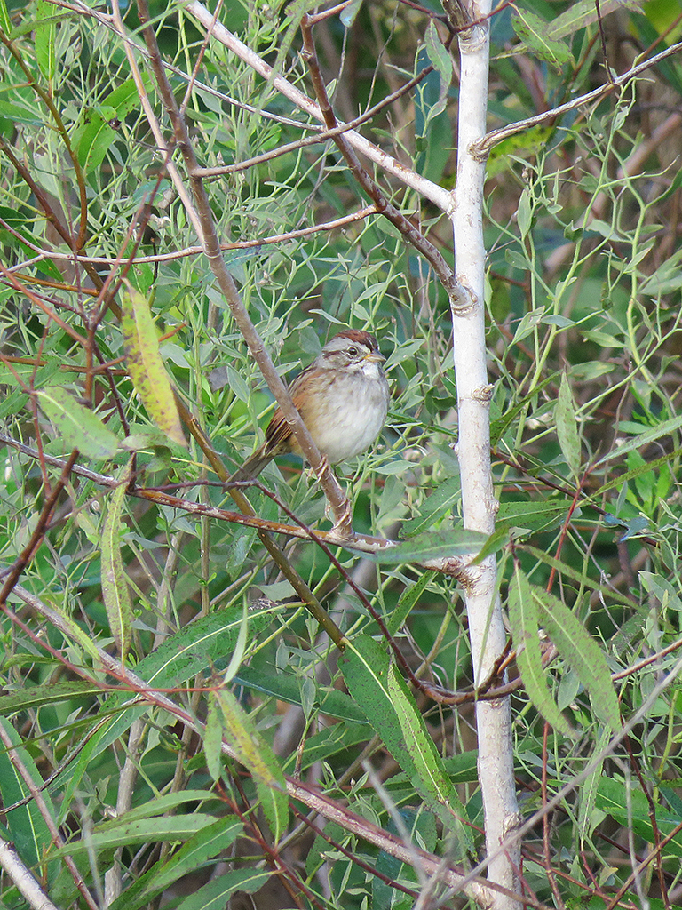 swamp-sparrow