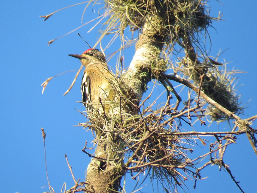 yellow-bellied-sapsucker