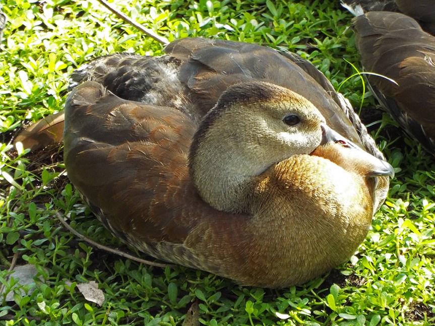 young-black-bellied-whisting-duck