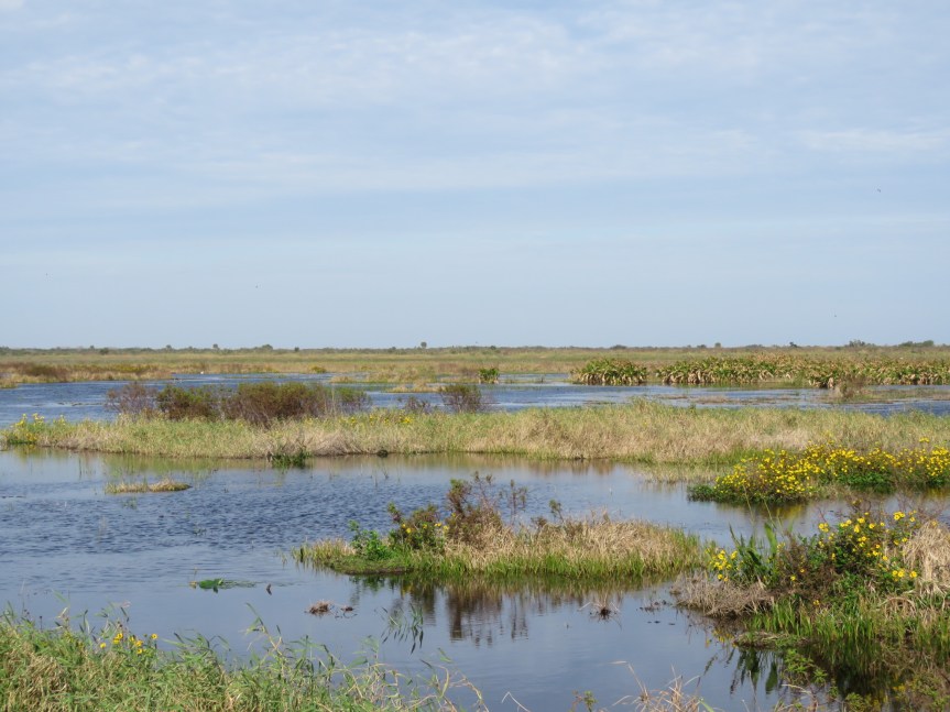 Open freshwater marsh with areas of open water and small grassy islets with yellow flowers and taller tussocks. Palmettos in the distance, with a pale blue sky with a translucent altocumulus cloud layer.