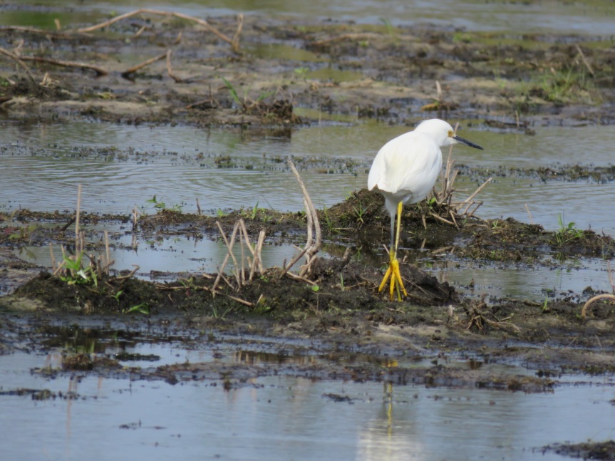 A Snow Egret walking away from the camera, in the right half of the photograph. The bottom of one of its bright yellow feet is displayed as it walked through mud and shallow water.